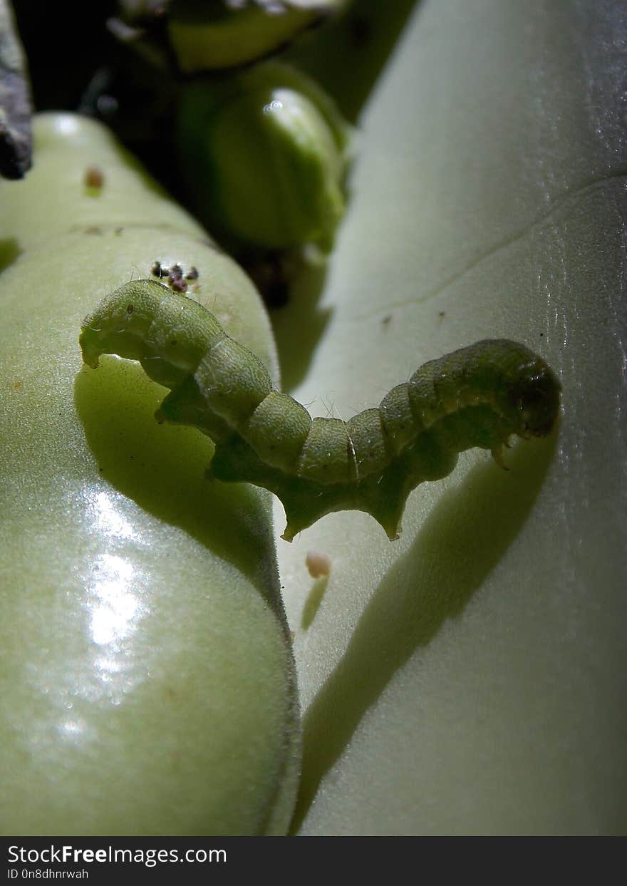 Larva, Caterpillar, Macro Photography, Insect