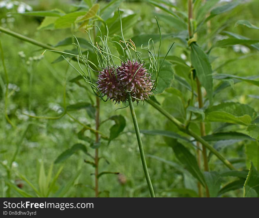 Plant, Flower, Silybum, Subshrub