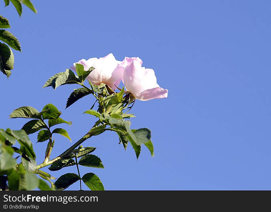 Sky, Flower, Rose Family, Plant