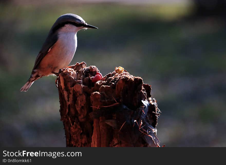 Bird; A Surname