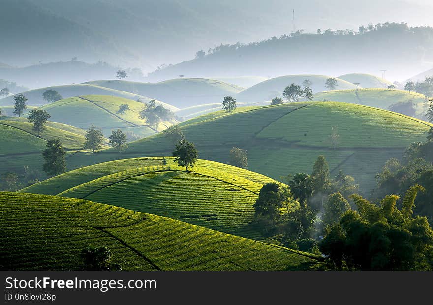 Tea hills in Long Coc highland, Phu Tho province in Vietnam
