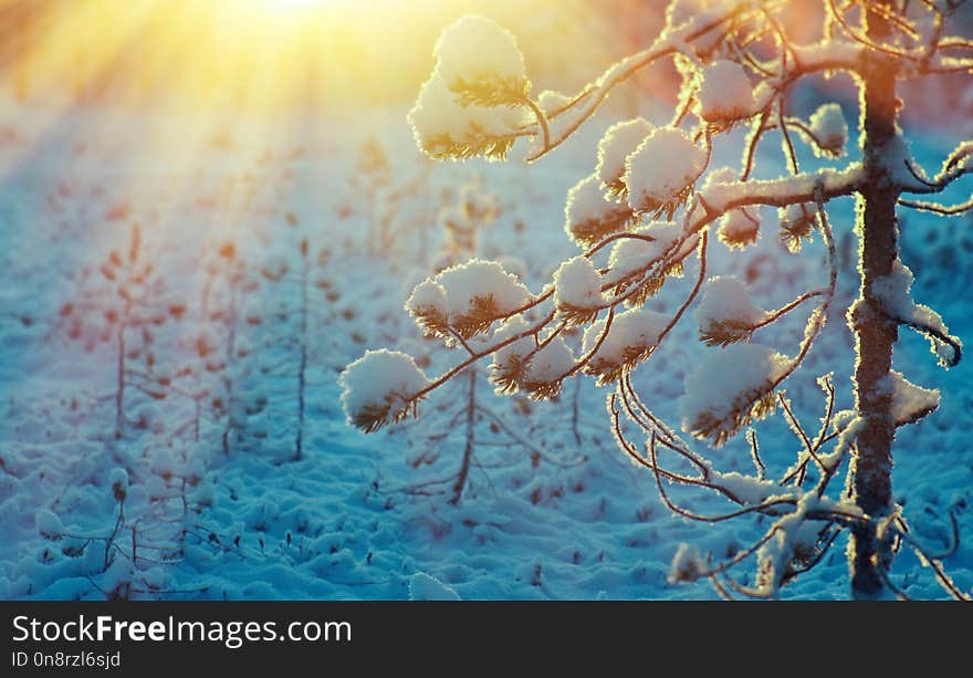 Winter snowy forest at sunset.