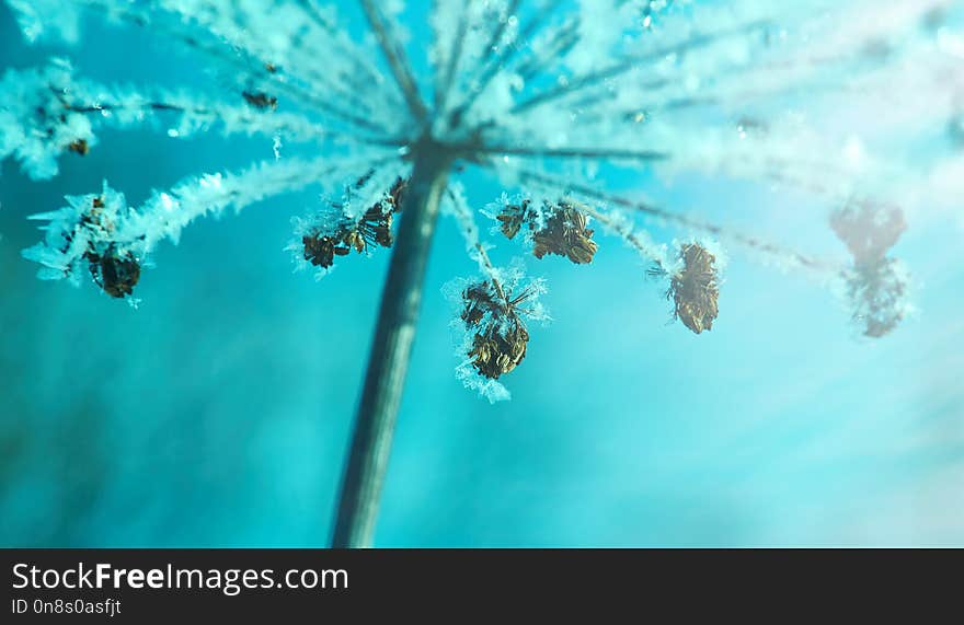 Crystal snow-flowers against the blue sky. Winter wonder of nature crystals of frost.Winter scene landscape