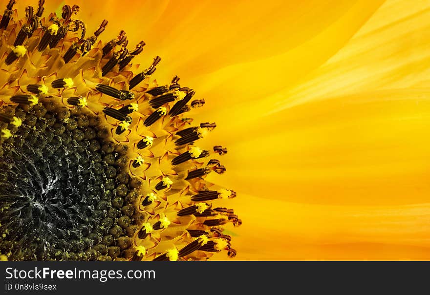 Close up macro photography yellow sunflower pollen. Macro shot.