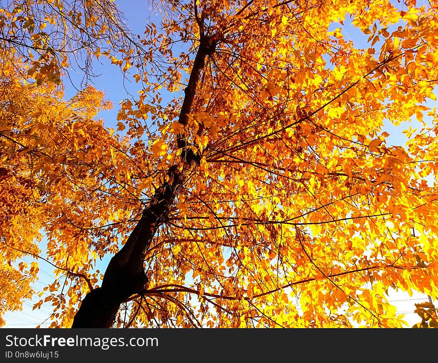 Tree, Autumn, Branch, Yellow