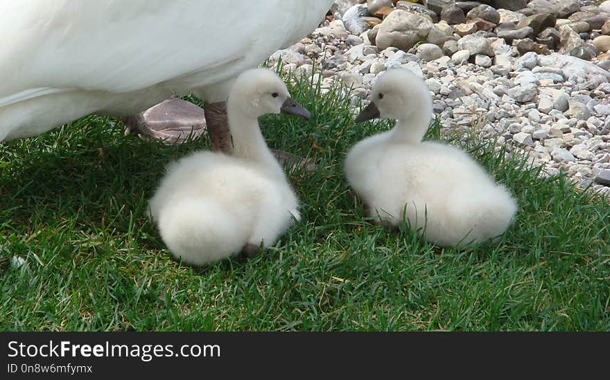 Water Bird, Bird, Ducks Geese And Swans, Fauna