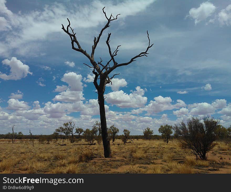 Sky, Ecosystem, Tree, Savanna