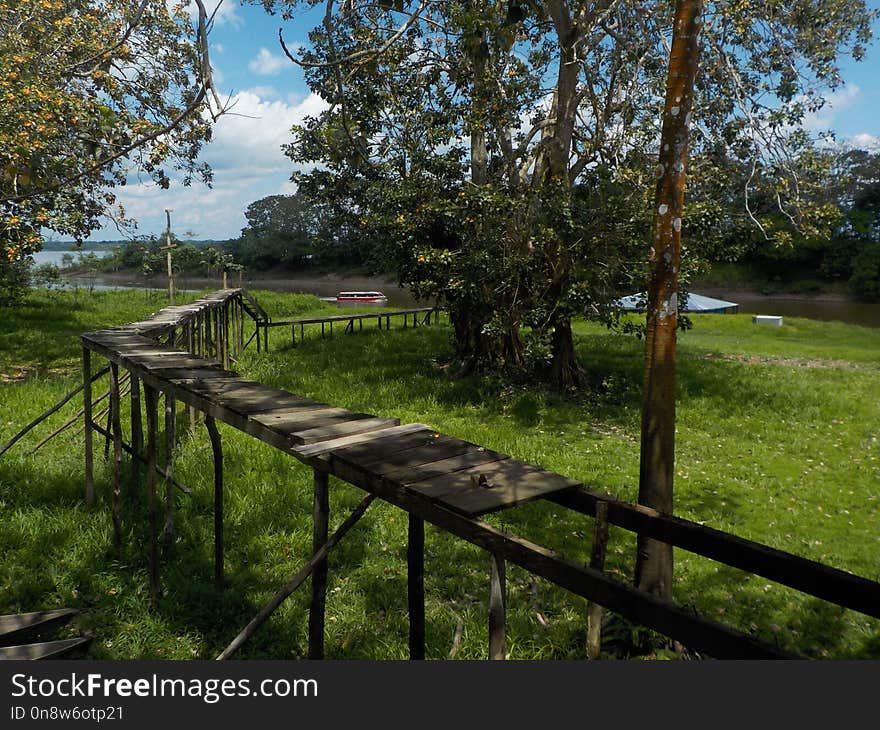 Nature Reserve, Tree, Path, Plant