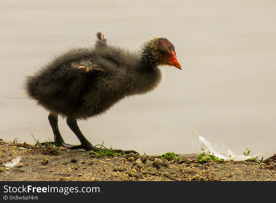 Bird, Fauna, Rallidae, Beak