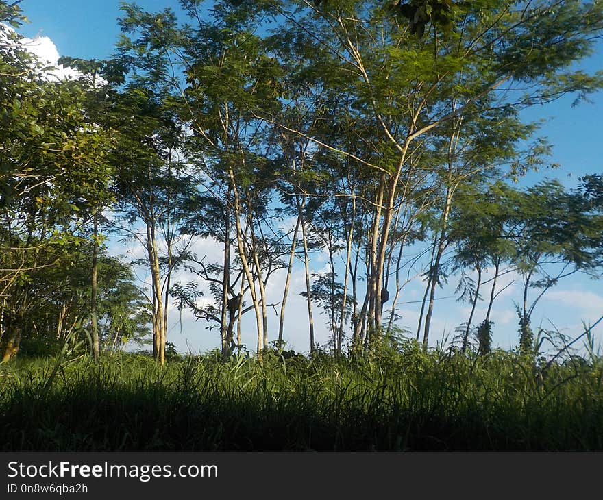 Vegetation, Ecosystem, Tree, Nature Reserve