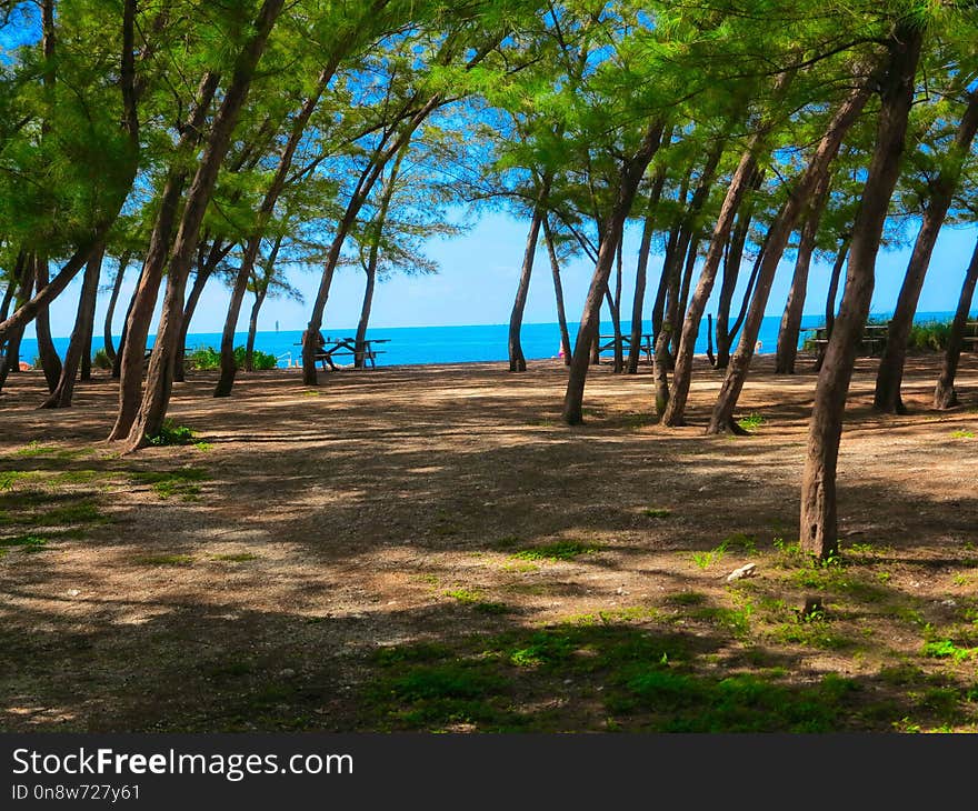 Tree, Sky, Shore, Leisure