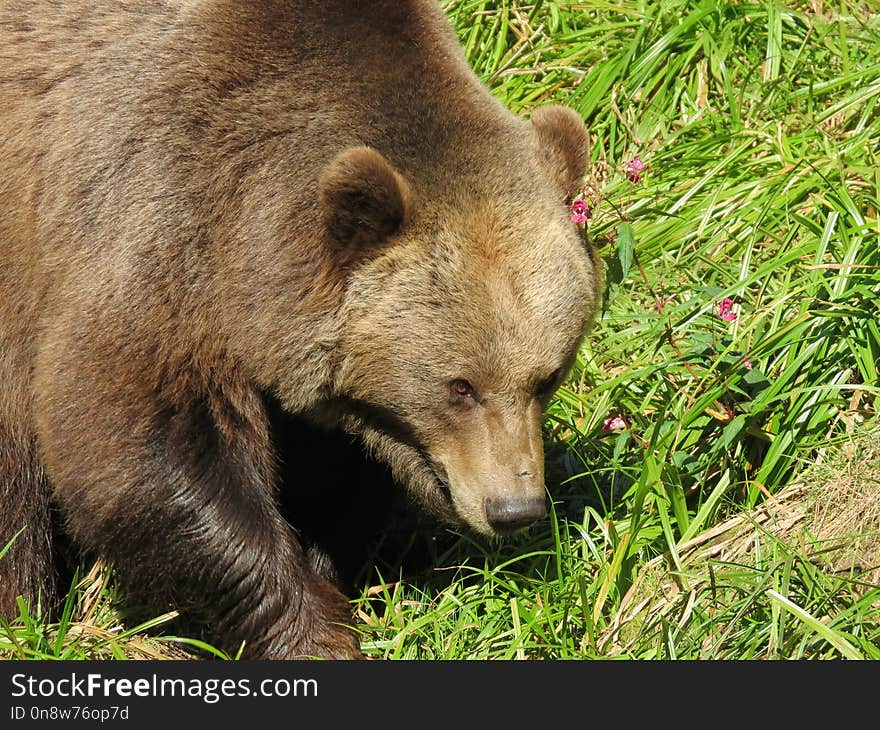 Brown Bear, Terrestrial Animal, Mammal, Bear