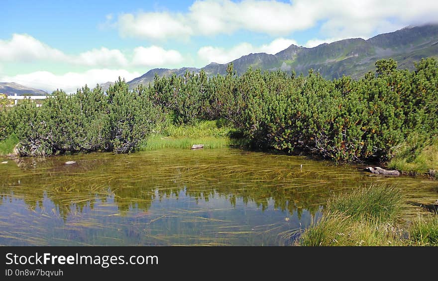 Vegetation, Nature, Nature Reserve, Ecosystem