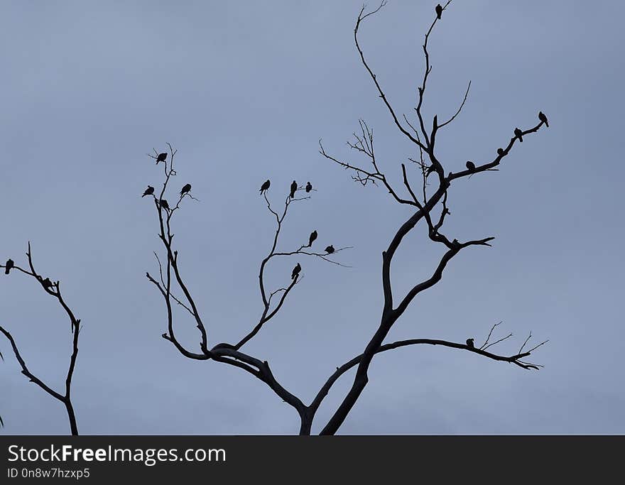 Branch, Sky, Tree, Twig