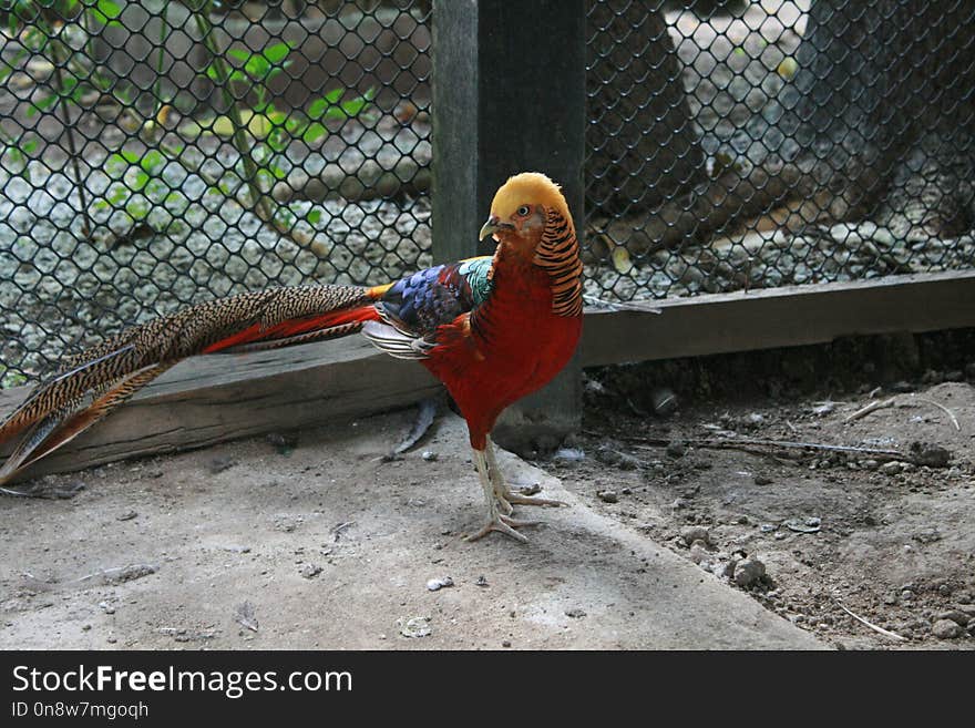 Bird, Galliformes, Beak, Fauna