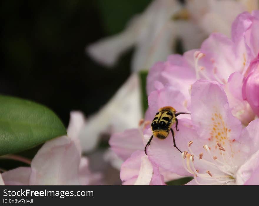 Insect, Bee, Nectar, Honey Bee