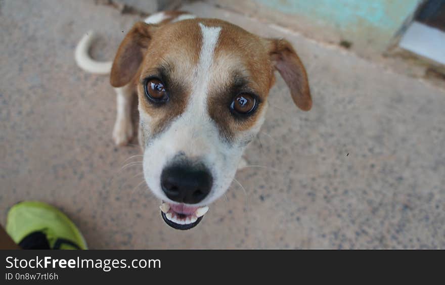 Dog Breed, Dog, Street Dog, Dog Breed Group