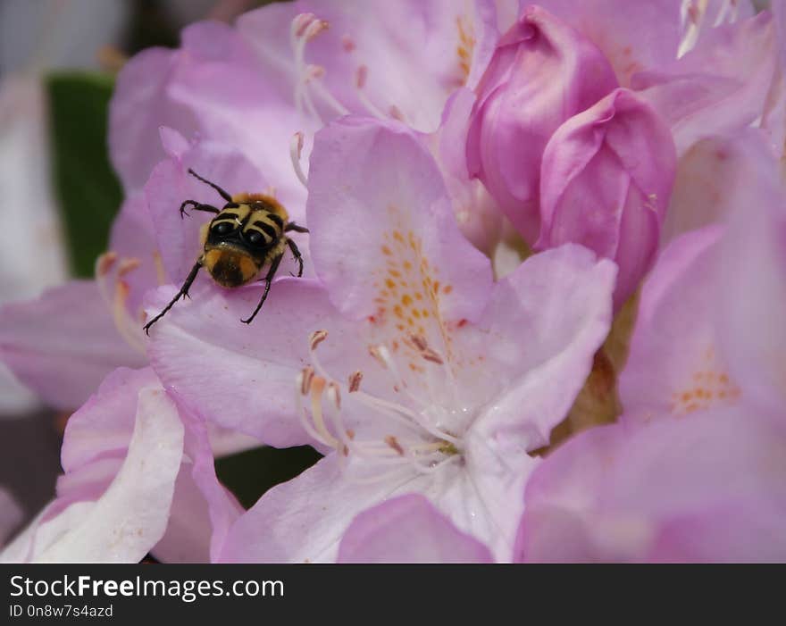 Flower, Bee, Nectar, Honey Bee