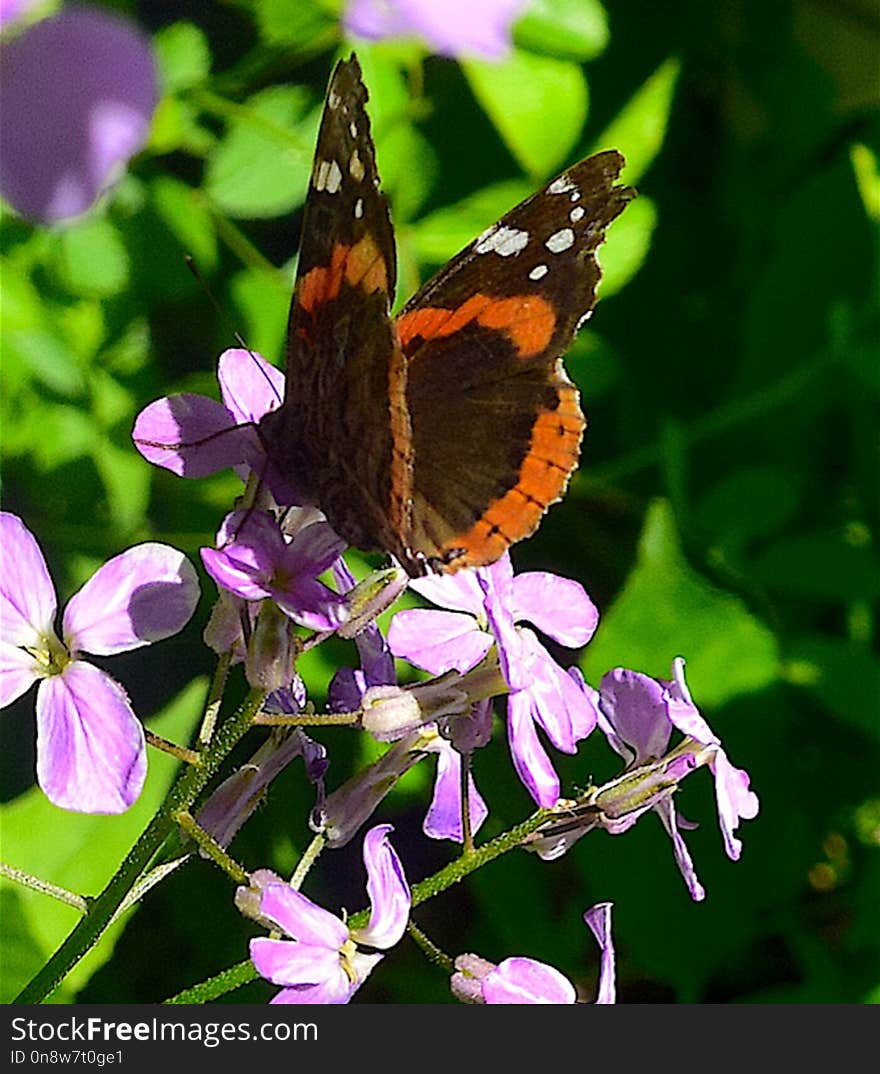 Butterfly, Moths And Butterflies, Insect, Brush Footed Butterfly