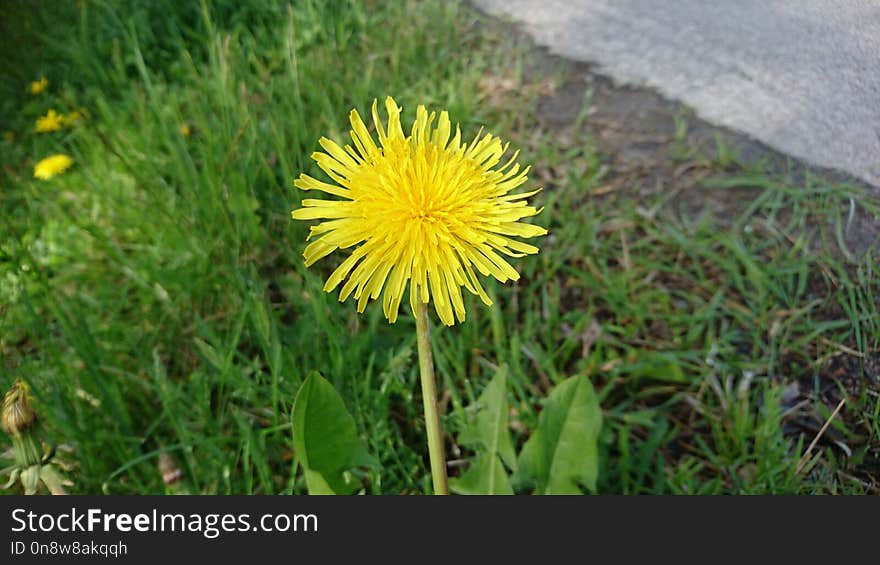 Flower, Dandelion, Plant, Flora