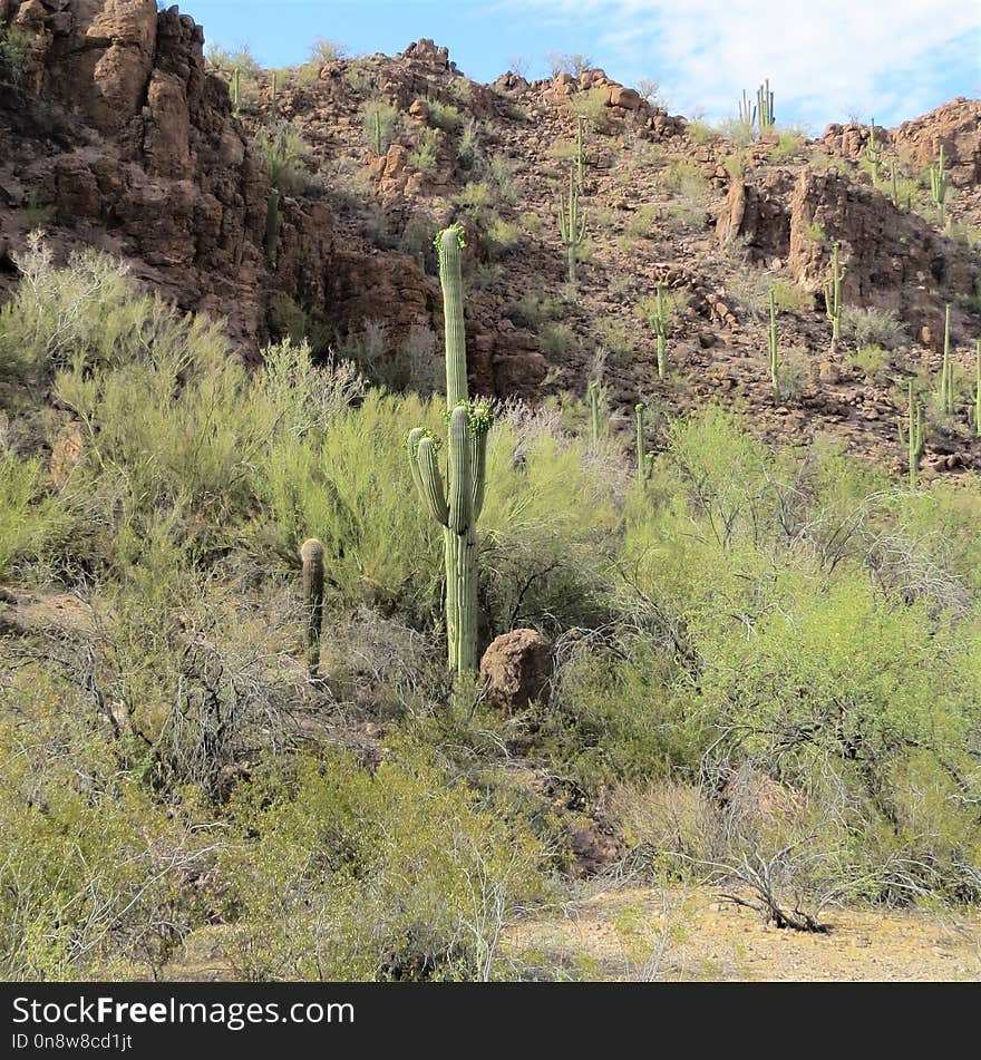 Vegetation, Chaparral, Shrubland, Ecosystem