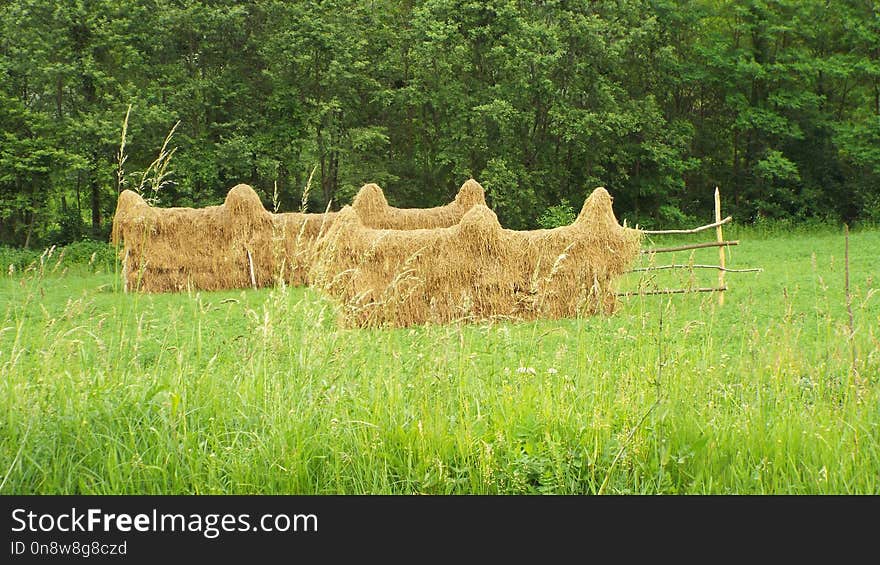 Hay, Grass, Pasture, Field