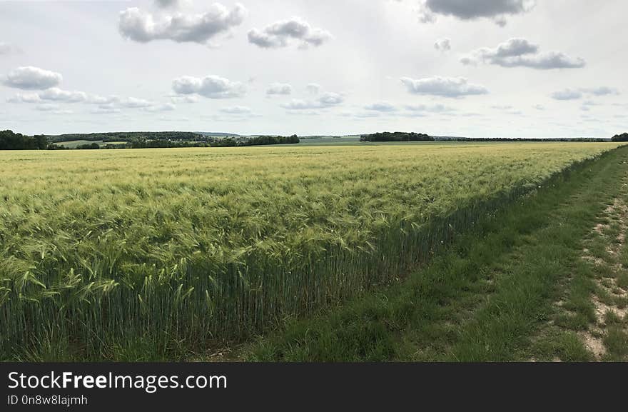 Crop, Field, Agriculture, Grass Family