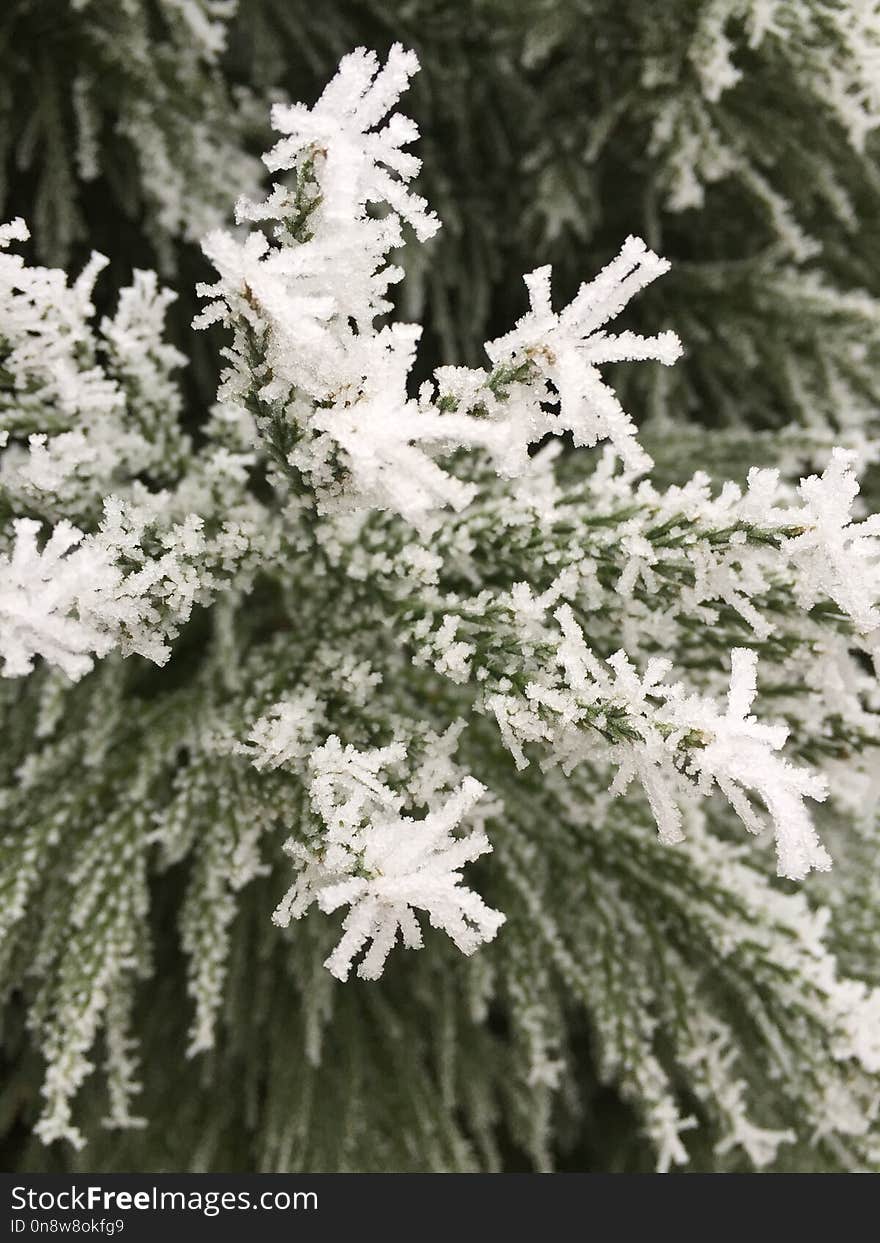 Flower, Frost, Plant, Black And White