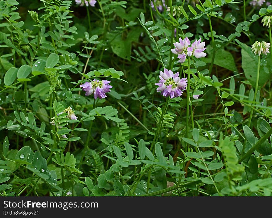 Plant, Flower, Flora, Grass