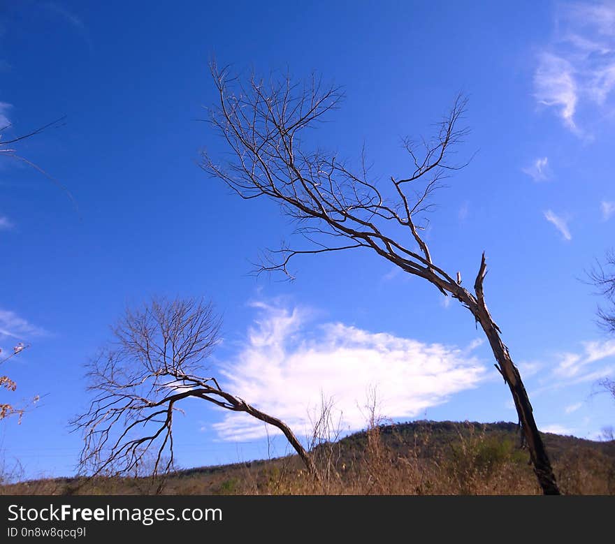 Sky, Branch, Tree, Ecosystem