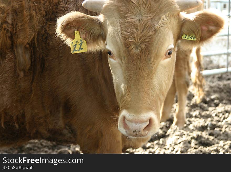 Cattle Like Mammal, Horn, Cow Goat Family, Calf