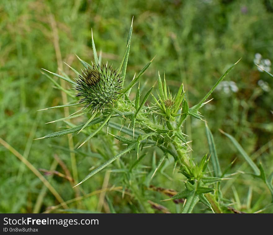 Plant, Flora, Thistle, Silybum