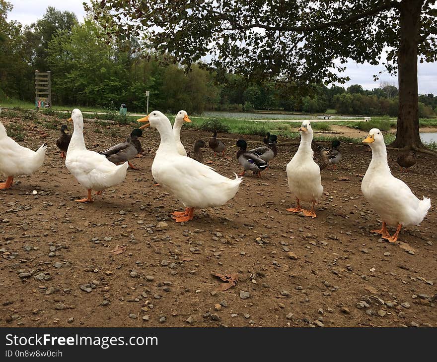 Duck, Water Bird, Ducks Geese And Swans, Bird