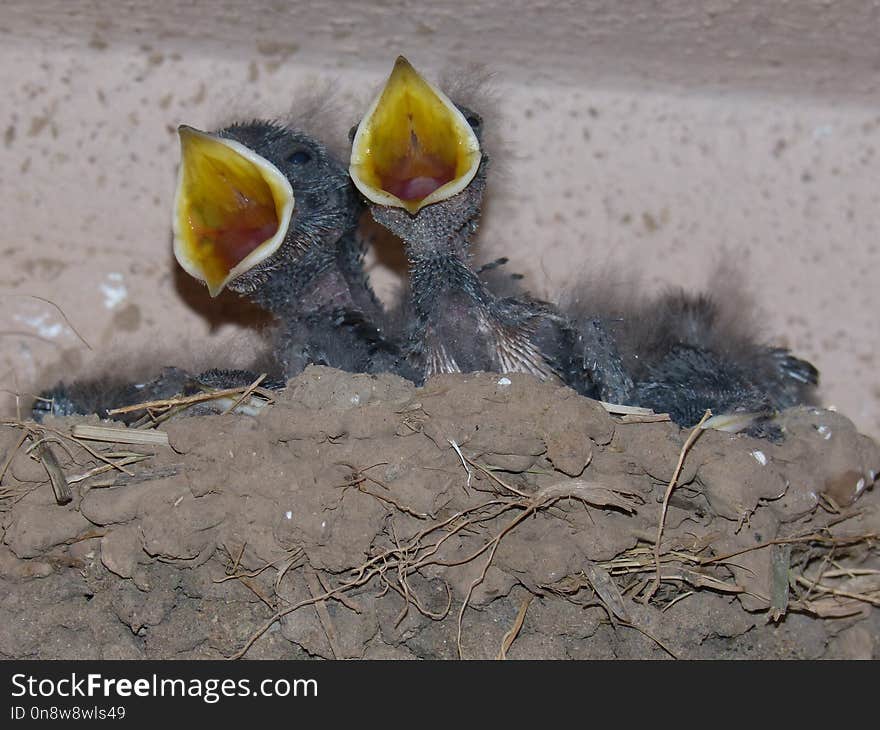 Bird, Fauna, Beak, Perching Bird