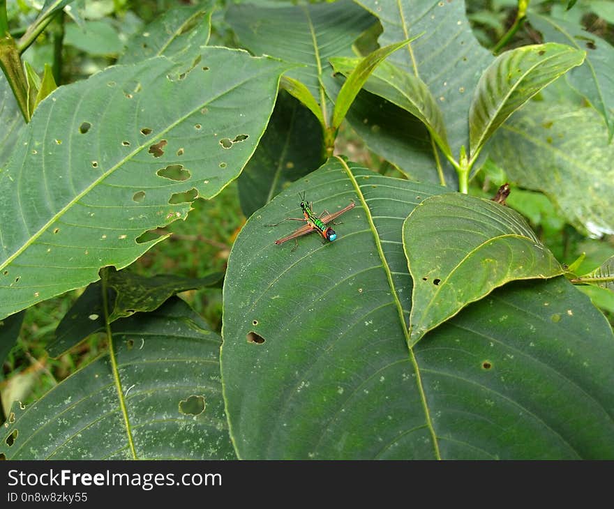 Leaf, Plant, Flora, Plant Pathology