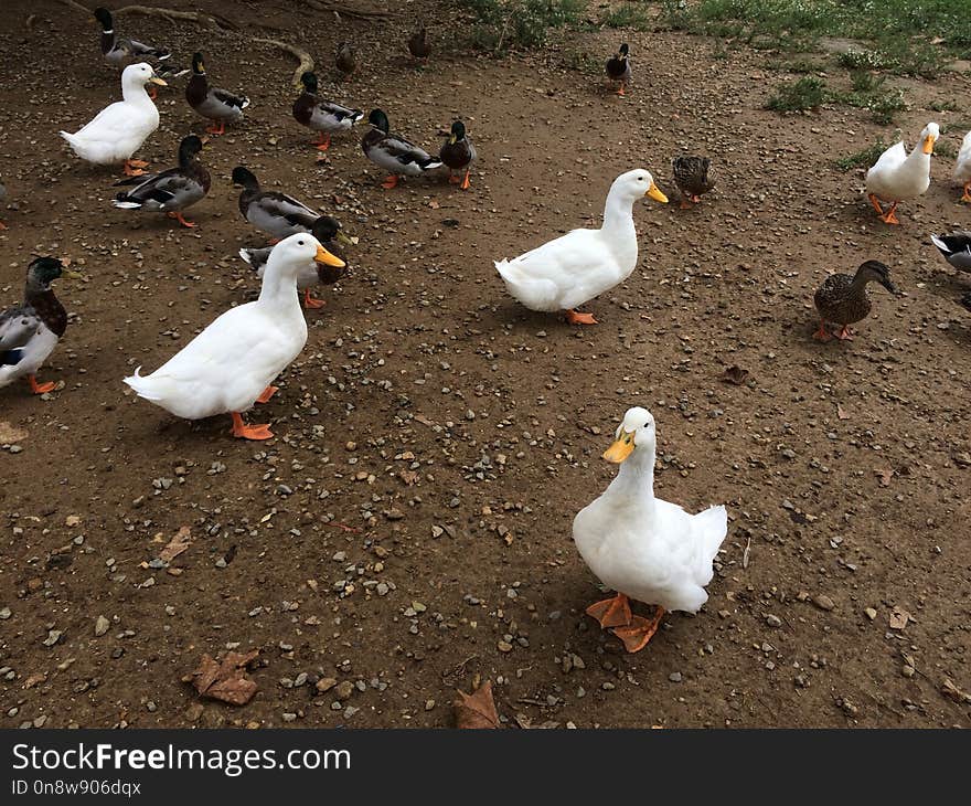 Duck, Bird, Water Bird, Ducks Geese And Swans