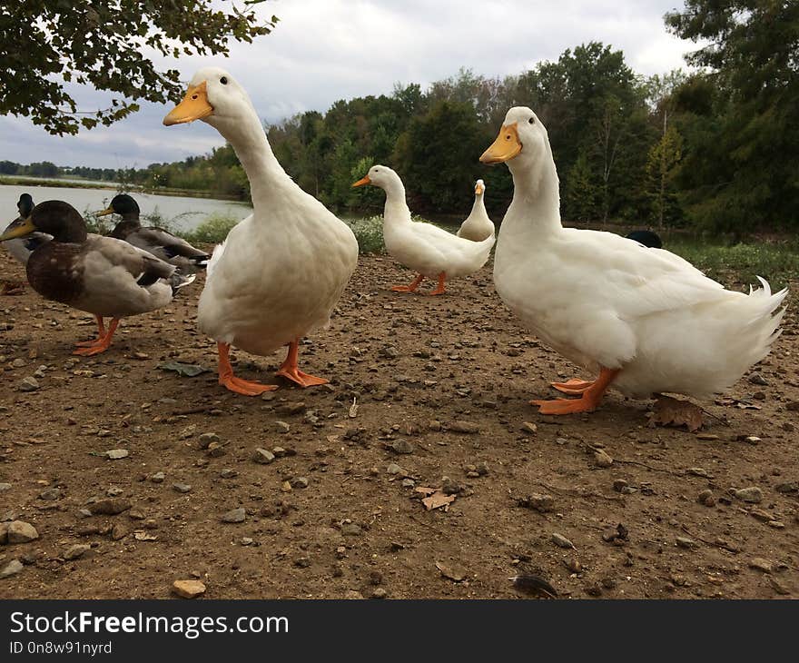 Bird, Water Bird, Duck, Ducks Geese And Swans