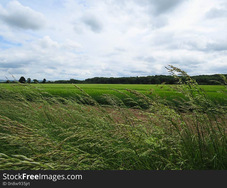 Grassland, Pasture, Prairie, Sky