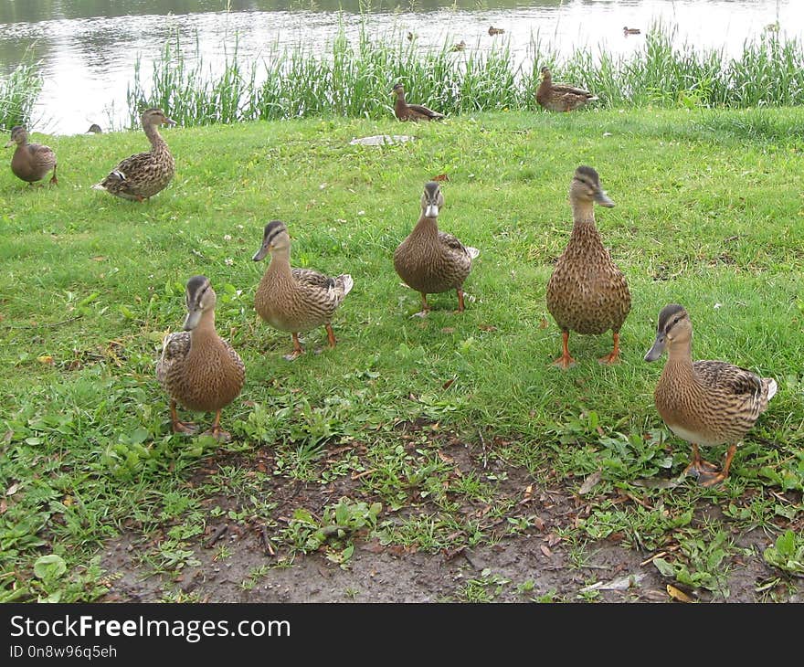 Duck, Bird, Fauna, Ducks Geese And Swans