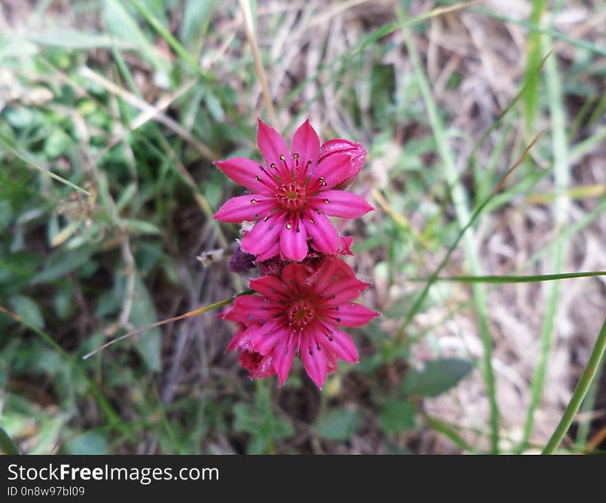 Flower, Plant, Flora, Flowering Plant