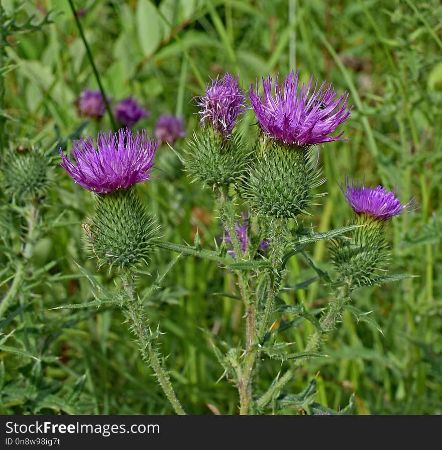 Plant, Silybum, Thistle, Cynara