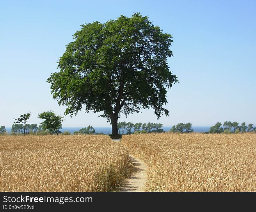 Tree, Field, Woody Plant, Grass Family