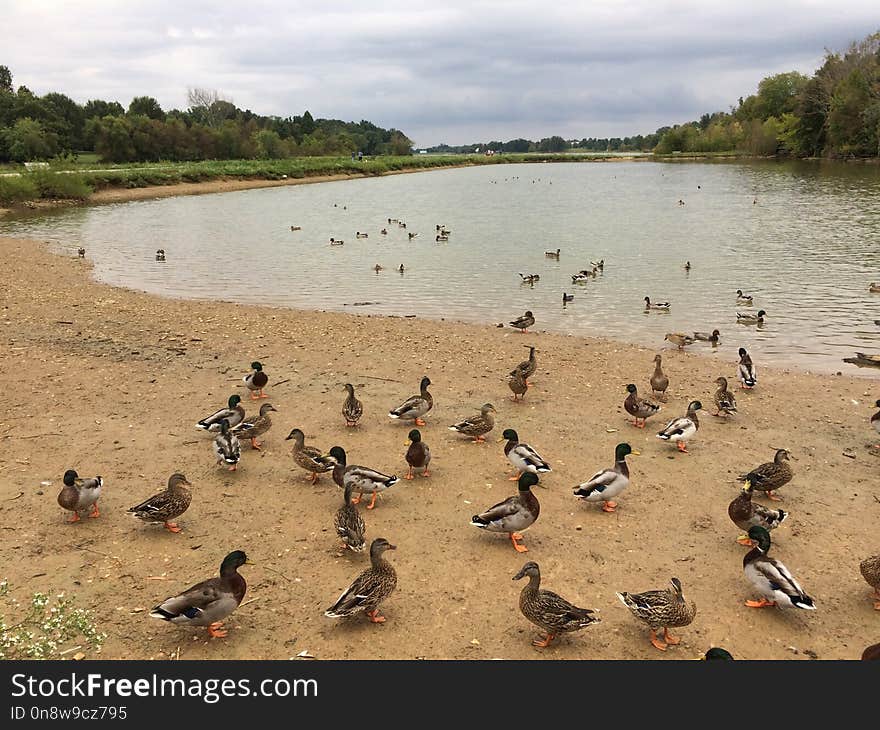 Bird, Water Bird, Duck, Waterfowl