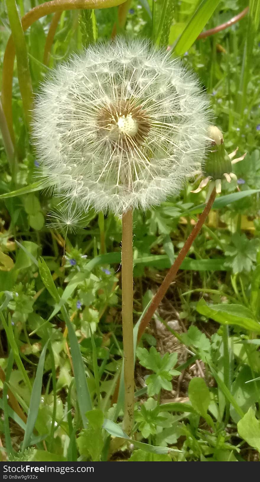 Flower, Plant, Dandelion, Flora