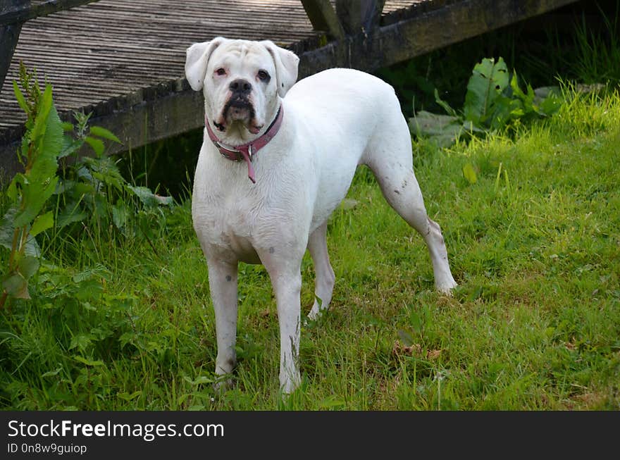 Dog Breed, Dog Like Mammal, Dog, Dogo Argentino