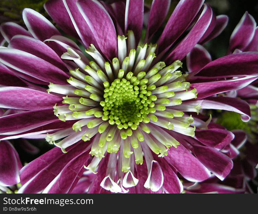 Flower, Purple, Plant, Flora