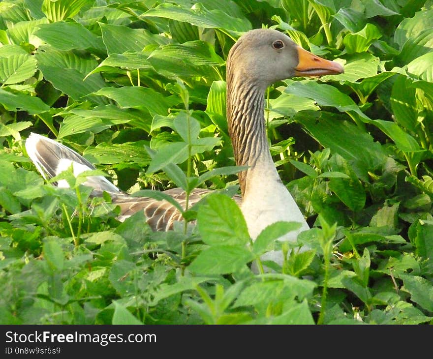 Bird, Ecosystem, Fauna, Water Bird