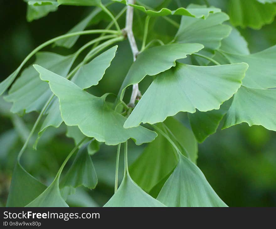 Plant, Leaf, Tree, Flower