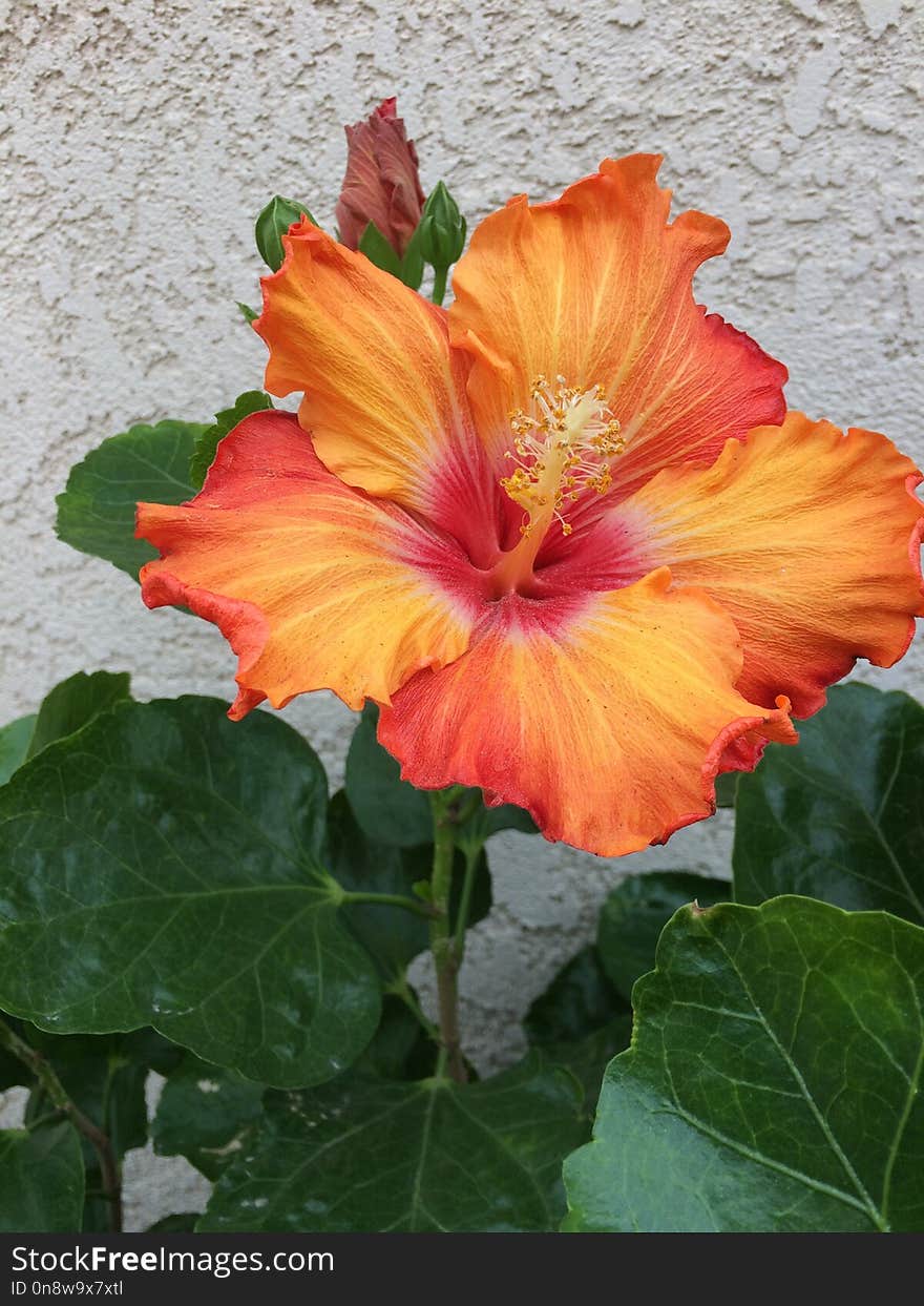 Flower, Hibiscus, Plant, Flowering Plant