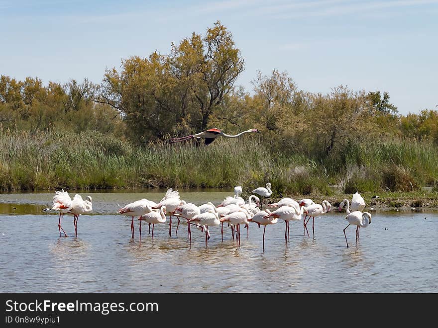 Ecosystem, Bird, Nature Reserve, Wetland